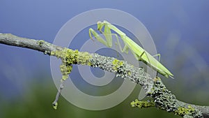 Green praying mantis sits on tree branch and cleans its paws on green grass and blue sky background. European mantis Mantis