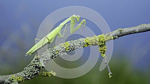 Green praying mantis sits on tree branch and cleans its paws on green grass and blue sky background. European mantis Mantis