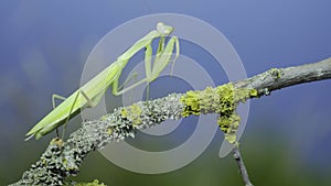 Green praying mantis sits on tree branch and cleans its paws on green grass and blue sky background. European mantis Mantis