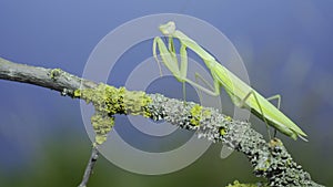 Green praying mantis sits on tree branch and cleans its paws on green grass and blue sky background. European mantis Mantis