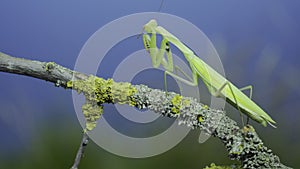 Green praying mantis sits on tree branch and cleans its paws on green grass and blue sky background. European mantis Mantis