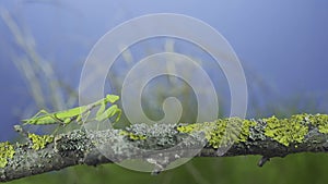 Green praying mantis sits on tree branch and looking at on camera lens on green grass and blue sky background. Transcaucasian tree