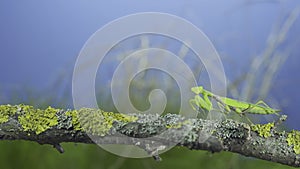 Green praying mantis sits on tree branch and looking at on camera lens on green grass and blue sky background. Transcaucasian tree