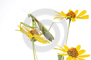 Green praying mantis sits on a yellow flower on a white background. insect predator. nature and zoology