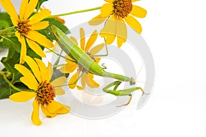 Green praying mantis sits on a yellow flower on a white background. insect predator. nature and zoology