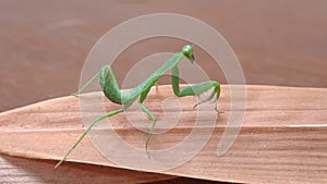 Green Praying Mantis Standing on a Dry Leaf