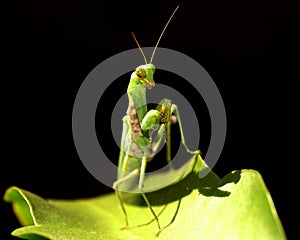 A green Praying Mantis in unique pose