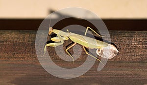 Green praying mantis on a wall Mantis religiosa laying eggs