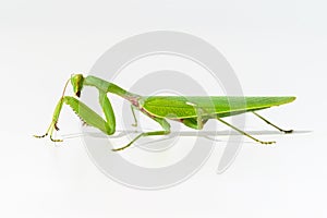 The green praying mantis, white background