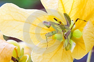 Green predator praying mantis Mantodea hide itself in yellow flower for hunting