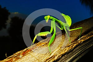 Green preying mantis - Hirodula, full body closeup, Satara, Maharashtra, India