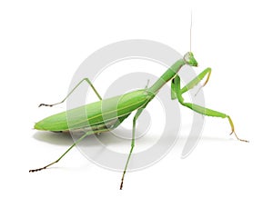 Green preying mantis ISOLATED