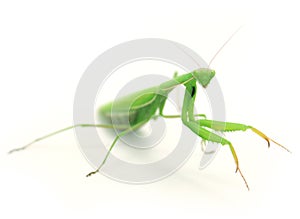 Green preying mantis ISOLATED