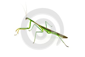 Green Preying Mantis