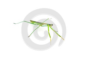 Green Preying Mantis