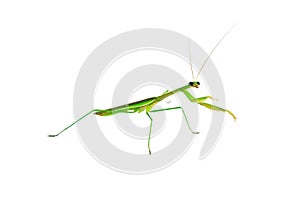 Green Preying Mantis