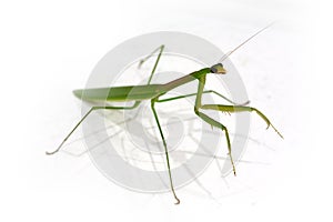 Green Preying Mantis