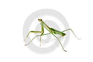 Green Preying Mantis