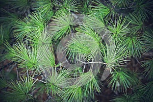 Green prickly branches of a fur-tree or pine. Fluffy fir tree branch close up. background blur