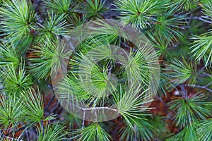 Green prickly branches of a fur-tree or pine. Fluffy fir tree branch close up. background blur