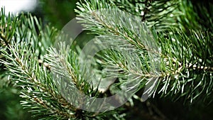 Green prickly branches of a fur-tree or pine. Nice fir branches. Close up. Bright evergreen fresh pine tree green