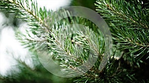 Green prickly branches of a fur-tree or pine. Nice fir branches. Close up. Bright evergreen fresh pine tree green