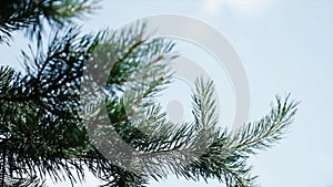 Green prickly branches of a fur-tree or pine. Nice fir branches. Close up. Bright evergreen fresh pine tree green