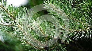 Green prickly branches of a fur-tree or pine. Nice fir branches. Close up. Bright evergreen fresh pine tree green