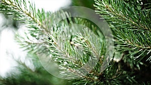 Green prickly branches of a fur-tree or pine. Nice fir branches. Close up. Bright evergreen fresh pine tree green