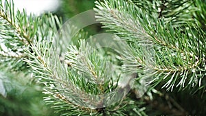 Green prickly branches of a fur-tree or pine. Nice fir branches. Close up. Bright evergreen fresh pine tree green