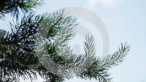 Green prickly branches of a fur-tree or pine. Nice fir branches. Close up. Bright evergreen fresh pine tree green