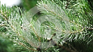 Green prickly branches of a fur-tree or pine. Nice fir branches. Close up. Bright evergreen fresh pine tree green