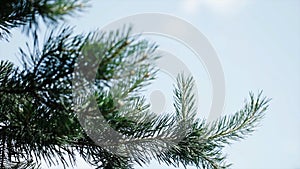 Green prickly branches of a fur-tree or pine. Nice fir branches. Close up. Bright evergreen fresh pine tree green