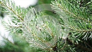 Green prickly branches of a fur-tree or pine. Nice fir branches. Close up. Bright evergreen fresh pine tree green