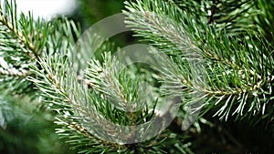 Green prickly branches of a fur-tree or pine. Nice fir branches. Close up. Bright evergreen fresh pine tree green