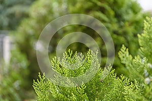 Green prickly branches of a tree or pine background