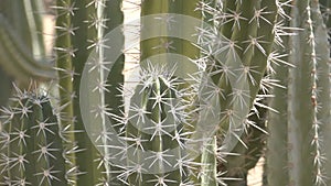 Green prickly cactus close-up