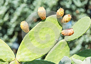 Green prickly cactus leaves.