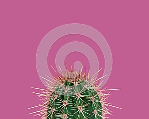 Green prickly cactus on a pink background