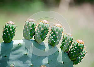 Green Prickly cactus plant in a botanical garden.