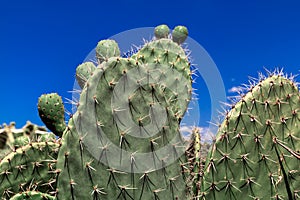 Green prickly pear cactus against a blue sky, tropical summer plant