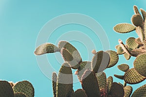 Green prickly pear cactus on turquoise background