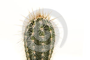 Green prickly pear cactus on a white background