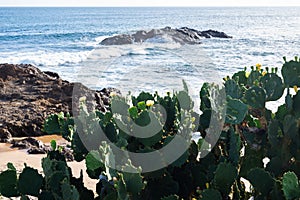 Green prickly pear tree against sea rocks and blue sky