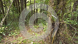 Green primeval forest in New Zealand