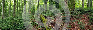 Green primeval forest in summer in Stuzica, Poloniny national park, Slovakia.