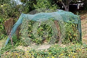 Green protection net covered local home garden with densely planted tomato plants surrounded with other plants and trees