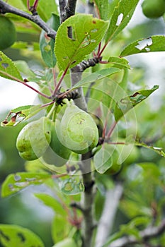 Green prune fruits developing on a tree.