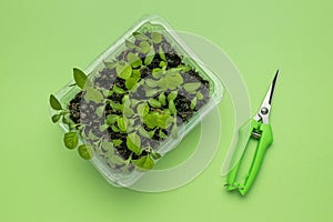 A green pruner and a container with seedlings on a green background