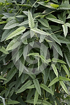 Green psophocarpus tetragonolobus plants